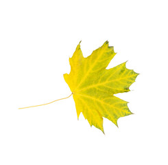  Autumn leaf on white