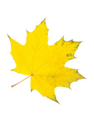  Autumn leaf on white