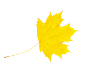  Autumn leaf on white