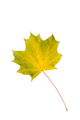  Autumn leaf on white