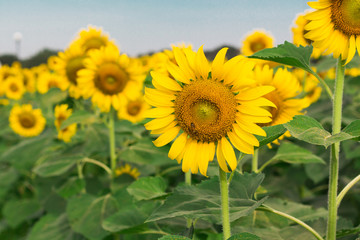 Fototapeta premium Sunflower with a little bee