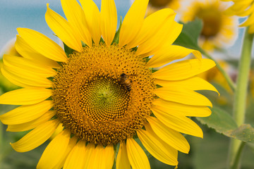 Sunflower with a little bee