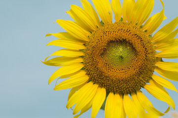 Naklejka premium Beautiful sunflower in morning
