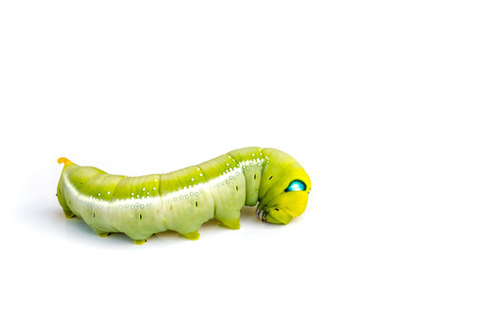 caterpillars.