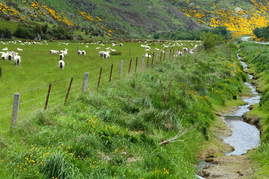 Mountain vistas and grazing sheep
