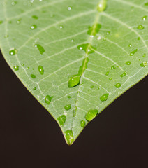 Frangipani leaf with water drops