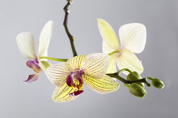 Fototapeta na wymiar Gorgeous phalaenopsis orchid flower.