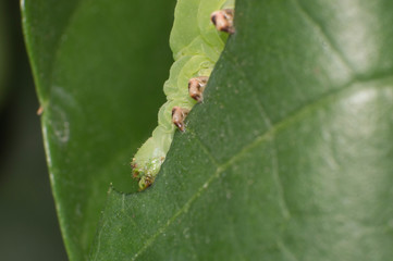worm