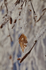 frost, snowflakes, frost, snow, winter, lace, delicate, sun,