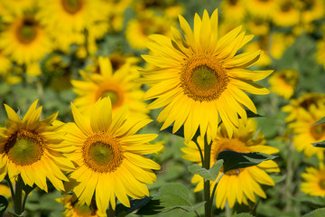 Yellow sunflowers field. Ukraine