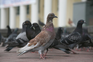 dove on the area compared to other pigeons