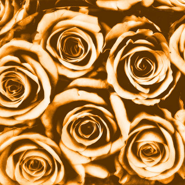 Goldene Rosen" Images – Browse 7 Stock Photos, Vectors, and Video | Adobe  Stock