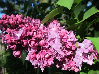 Fototapeta premium Common lilac (Syringa vulgaris) flowers in the spring garden