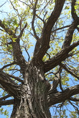 Old oak tree crown against a blue sky