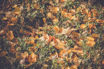 Autumn Leaves on the Grass Retro
