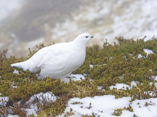 ライチョウ雌　冬羽