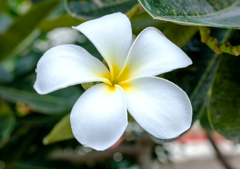 Fototapeta premium Frangipani tropical flowers, Plumeria flowers fresh