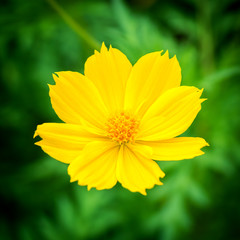 Yellow cosmos flowers