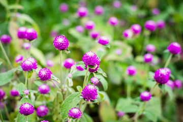 Globe Amaranth or Bachelor Button Flower