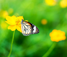 Butterfly on yellow cosmos flowers