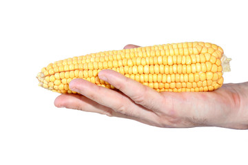 Ear of corn on hand isolated