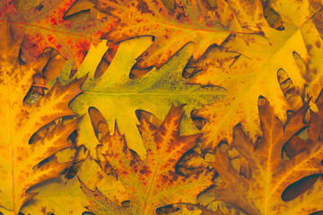 vintage autumn leaves with patina background