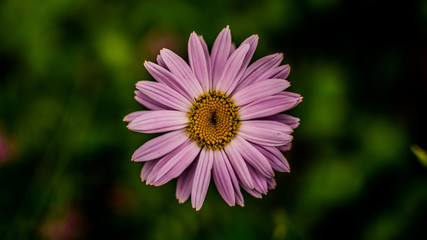 Obraz premium Ромашка