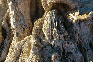 Ulivo secolare Puglia Salento © Samuele Gallini