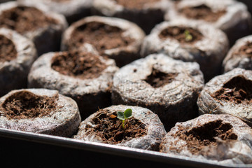 Seedlings planted in easy grow pallets