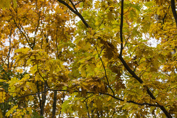 oak yellow autumn leaves with trunks in the forest