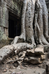 Fototapeta na wymiar Ta Prohm temple