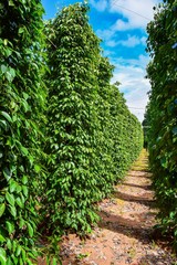 plantation of red and black pepper, Phu Quoc