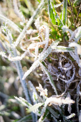 Green Grass in Hoarfrost