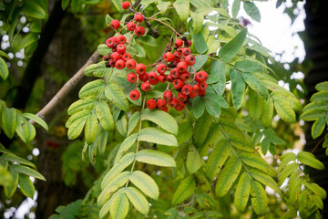 Mountain Ash in Autumn