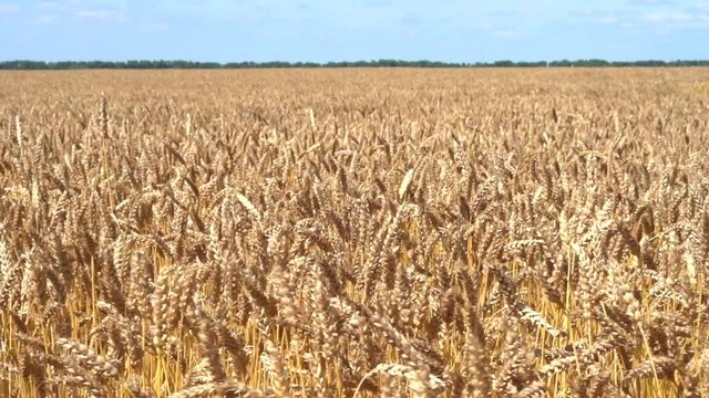 Wheat Field Caressed by Wind. Slow motion 240 fps.