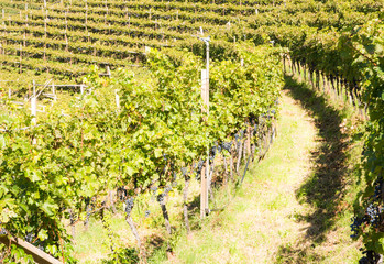 Vineyard in South Tyrol