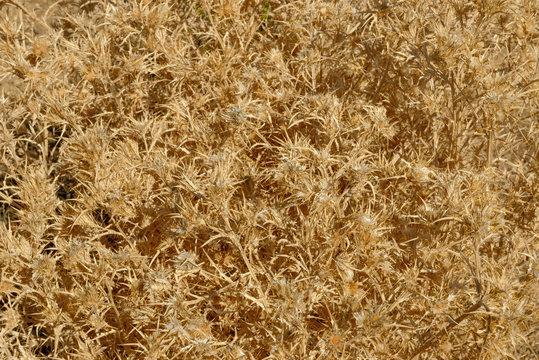 Close-up of dried Picnomon acarna plant as background.