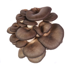 oyster mushrooms on a white background
