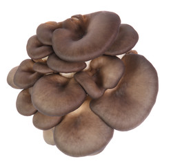 oyster mushrooms on a white background
