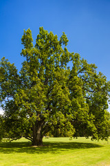 Fototapeta premium garden of Palace Sychrov, Czech Republic