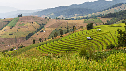 Fototapeta na wymiar Rice seedling on terrace rice fields in Chiang mai, Thailand