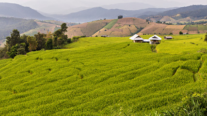 Rice seedling on terrace rice fields in Chiang mai, Thailand