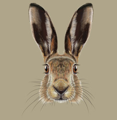  Illustrated Portrait of Hare