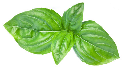 Green basil leaves isolated on a white.