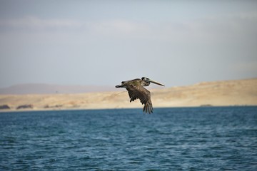   Brown Pelican, Pelecanus occidentalis,  Paracas - Peru