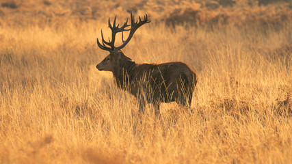 Red deer 