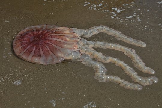 Dead jellyfish on the beach, Paracas, Peru