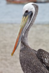   Brown Pelican, Pelecanus occidentalis,  Paracas - Peru