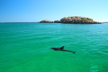 Dolphins swimming close to the coast