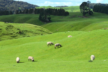 Grazing sheep